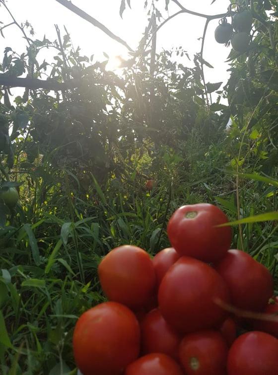 Appartamenti Camere Masi Brenta Rovereto  Esterno foto