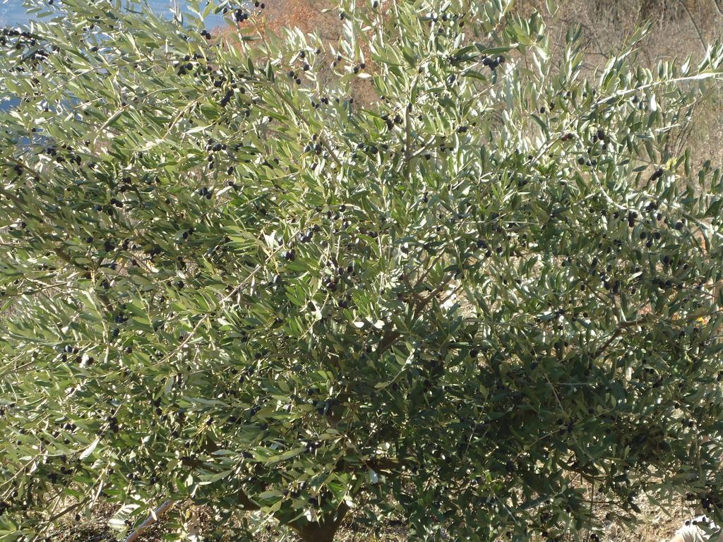 Appartamenti Camere Masi Brenta Rovereto  Esterno foto